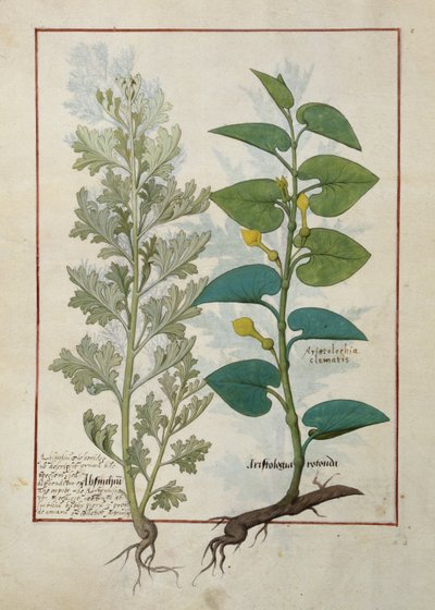 Illustration du Livre des simples médecines de Mattheaus Platearius - Robinet Testard