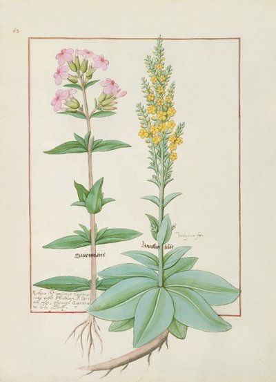 Illustration du Livre des Simples Médecines de Mattheaus Platearius - Robinet Testard