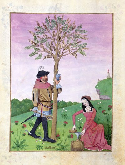 Lavande, Hellébore et un parent de la famille des Cucurbitacées, Illustration du Livre des simples médecines par Mattheaus Platearius 131r - Robinet Testard
