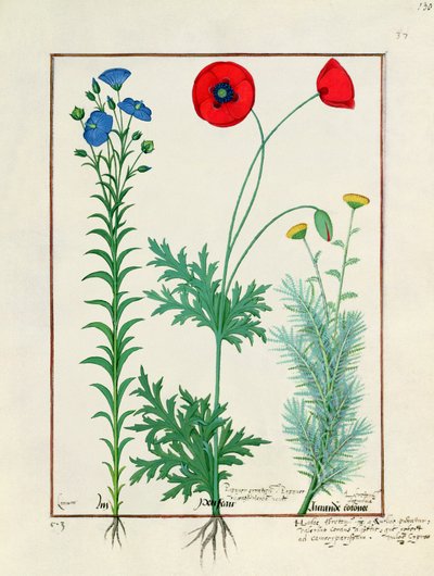 Linum, Coquelicots de jardin et Abrotanum, illustration du Livre des simples médecines, par Mattheaus Platearius - Robinet Testard