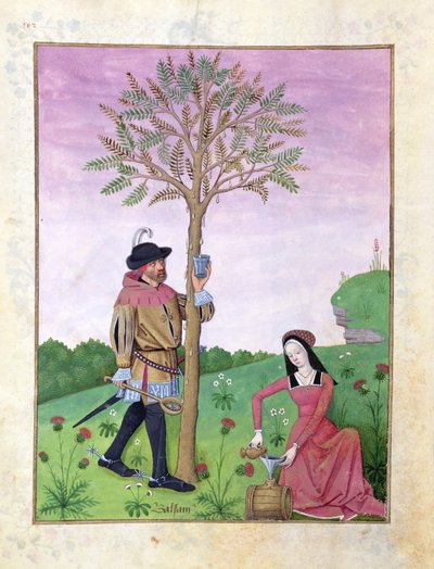 Ms Fr. Fv VI #1 fol.162v Extraction de sève d