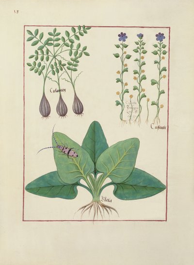 Illustration du Livre des Simples Médecines par Mattheaus Platearius (d.c.1161) c.1470 - Robinet Testard