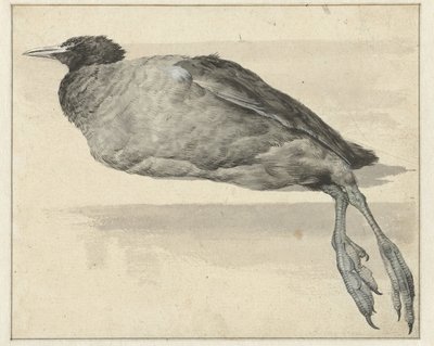 Foulque morte - Rochus van Veen