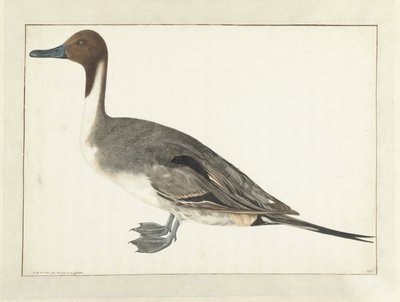 Canard pilet - Rochus van Veen