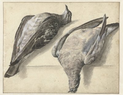 Deux pigeons morts - Rochus van Veen
