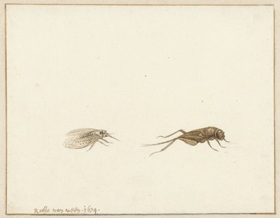 Deux insectes - Rochus van Veen