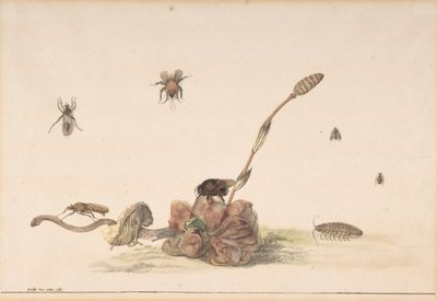 Divers insectes par un champignon - Rochus van Veen