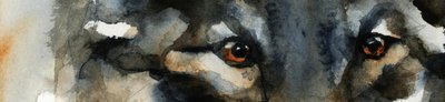 Les yeux du loup sauvage - RodMacIver