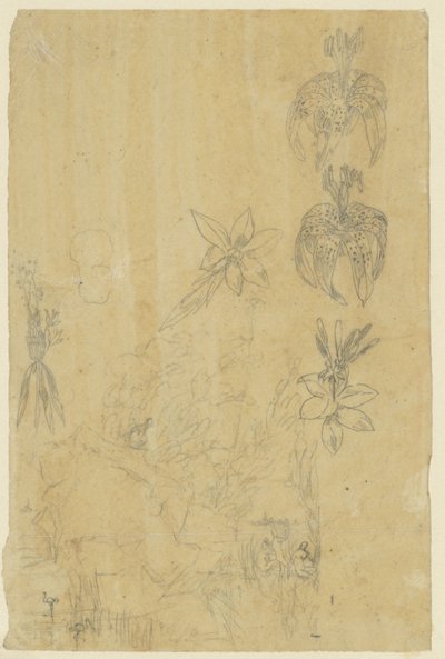 Études de fleurs et femmes se baignant - Rodolphe Bresdin