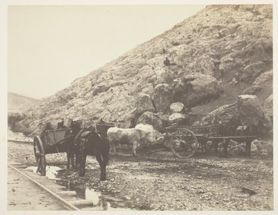 Bétail et charrettes, quittant Balaklava - Roger Fenton