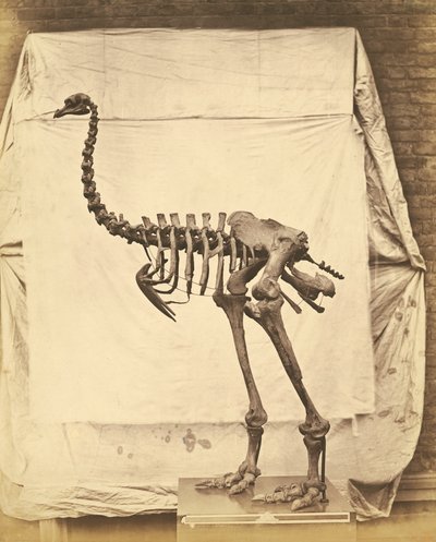 Dinornis Elephantopus Dinosaure - Roger Fenton