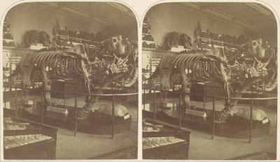 Le Mégathérium, British Museum - Roger Fenton