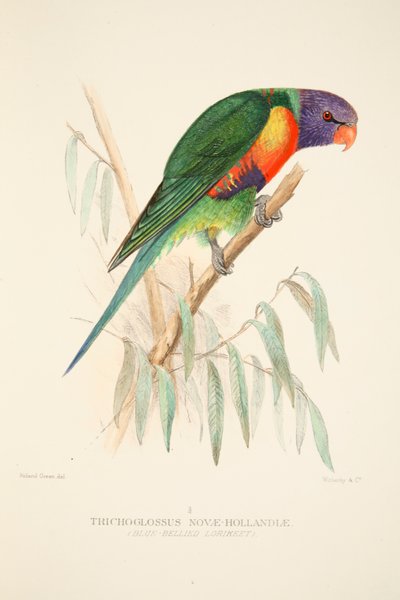 Loriquet à ventre bleu, gravure colorée à la main - Roland Green