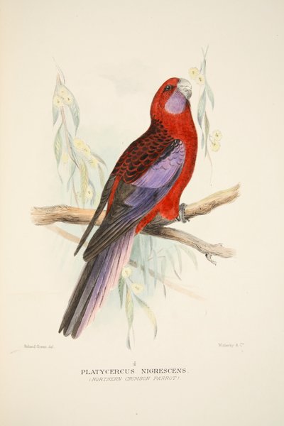 Perroquet cramoisi du Nord, pub. 1916, gravure coloriée à la main - Roland Green