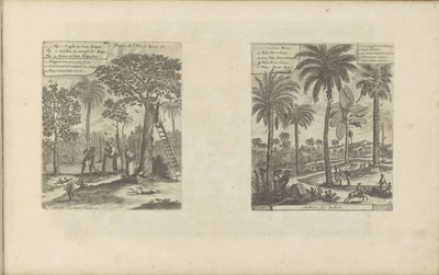 Paysages avec manguiers, cocotiers et palmiers (Les Indes Orientales et Occidentales et autres lieux) - Romeyn de Hooghe