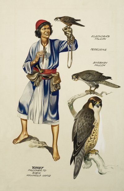 Yusef, Fauconnier à Sheik Mahmoud Hafiz (gouache sur papier) - Ron Embleton