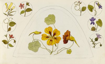 Dessins avec des capucines et d
