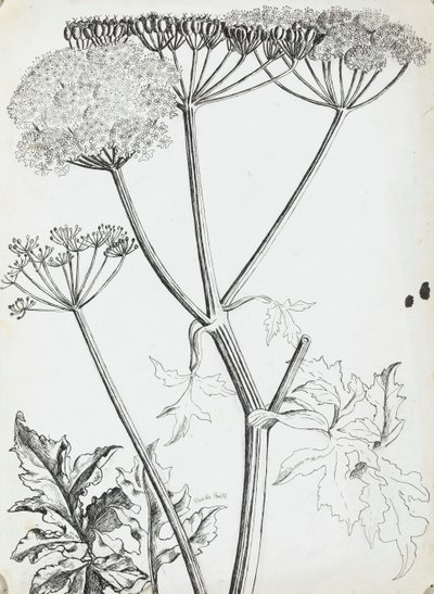Cerfeuil sauvage - Rosalie Brill