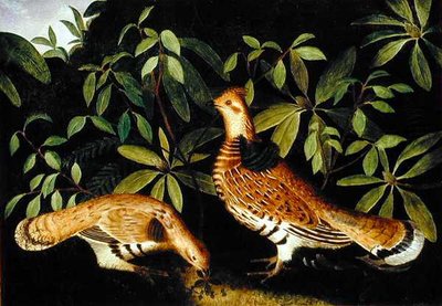 Deux gélinottes huppées dans les broussailles - Rubens Peale