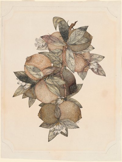 Fruit de grenade - Rufus King