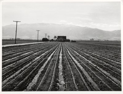 Jeune laitue, Salinas, Californie - Russell Lee