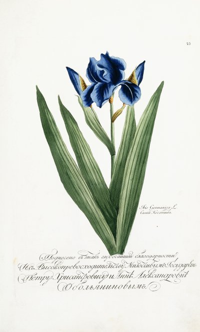 Iris germanica, 1797-1803 - Russian School
