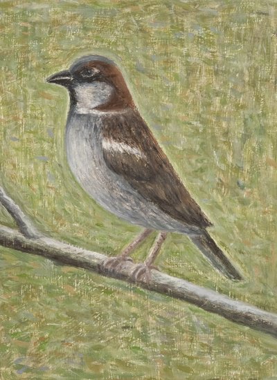 Moineau domestique, 2008 - Ruth Addinall