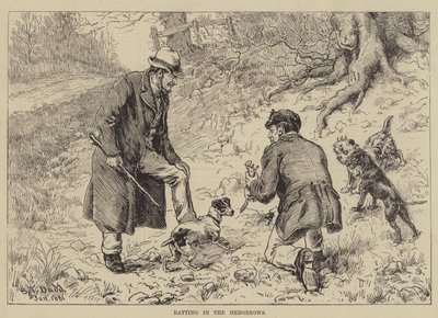 Chasse aux rats dans les haies - S.T. Dadd