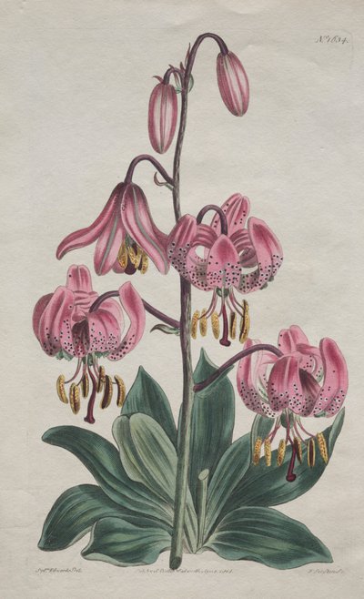 Le magazine botanique ou le jardin de fleurs exposé : Martagon à tige lisse, Lis turban - S. Curtis