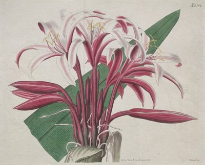 Le magazine botanique ou le jardin de fleurs exposé : Crinum majestueux - S. Curtis