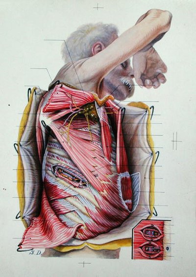 Dissection de la face latérale droite du thorax, d