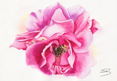 Rose rose en fleur - Salome