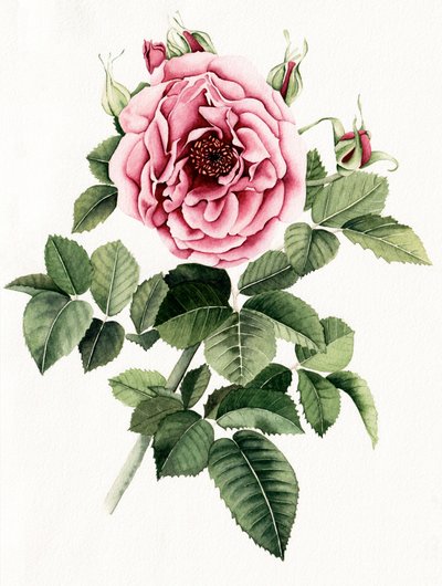 Rose rose en fleur - Salome