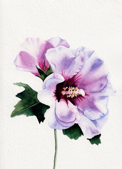 Fleurs d