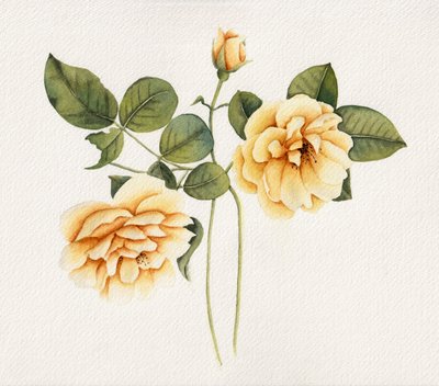 Roses jaunes pâles - Salome