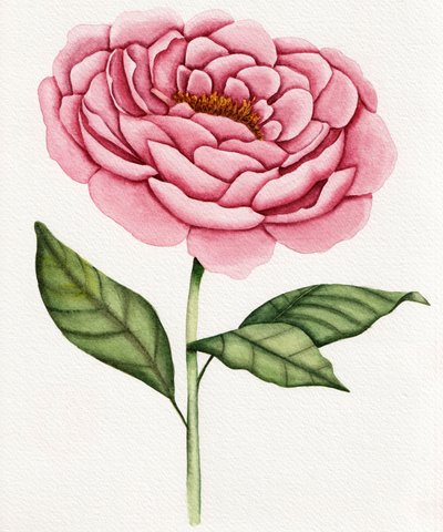 Pivoine rose à l