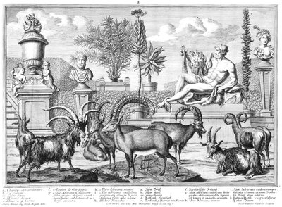 Bouquetins - Salomon Kleiner