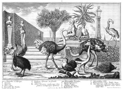 Autruche, casoar, porc-épic - Salomon Kleiner
