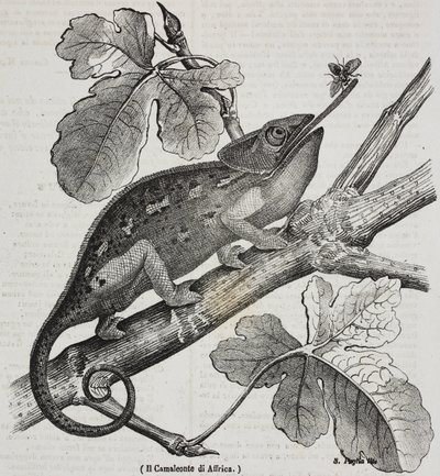 Caméléon africain, lithographie de Salvatore Puglia de Poliorama Pittoresco, n 30, 4 mars - Salvatore Puglia
