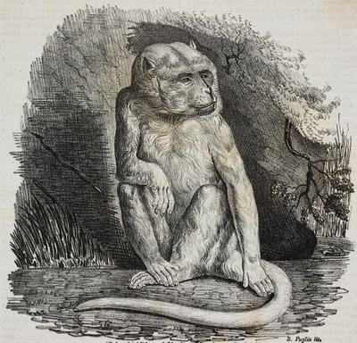 Singe albinos au Jardin des Plantes, jardin botanique de Paris, France, lithographie de Salvatore Puglia de Poliorama Pittoresco, n 23, 14 janvier - Salvatore Puglia