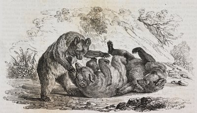 Ours des Asturies, Espagne, lithographie de Salvatore Puglia de Poliorama Pittoresco, n 9, 7 octobre - Salvatore Puglia