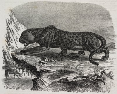 Panthère noire au Jardin des Plantes, jardin botanique de Paris, France, lithographie de Salvatore Puglia de Poliorama Pittoresco, n 26, 4 février - Salvatore Puglia