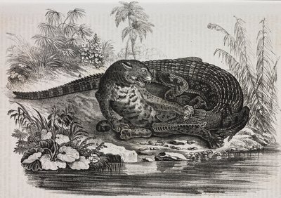 Caïman et jaguar, lithographie de Salvatore Puglia de Poliorama Pittoresco, n 16, 25 novembre - Salvatore Puglia