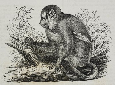Singe nocturne douroucoulis (Aotus trivirgatus) - Salvatore Puglia