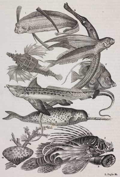 Créatures océaniques : 1 Dattiloftera, 2 Syngnathus, 3 Pégase, 4 Trachypterus, 5 Chaetodon, 6 Poisson-lapin, 7 Licorne (narval), 8 Ptéroides volants, 9 Attinia - Salvatore Puglia