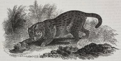 Chat de Sumatra, lithographie de Salvatore Puglia de Poliorama Pittoresco, n 47, 1er juillet - Salvatore Puglia