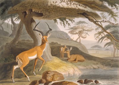 Le Pallah - Samuel (after) Daniell