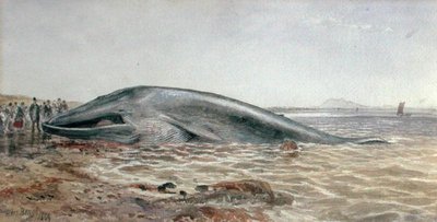 La baleine d