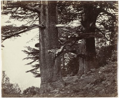 Deux cèdres, Himachal Pradesh - Samuel Bourne (attributed to)