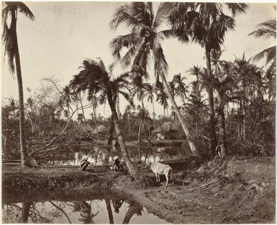 Scène de village au Bengale, Inde - Samuel Bourne (signed by artist)